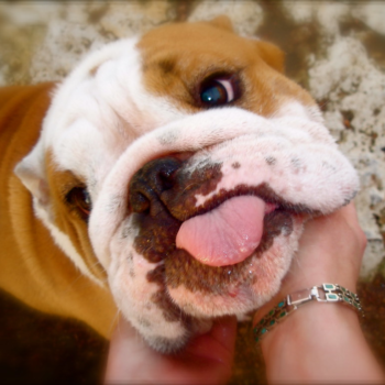 bulldog_768x768